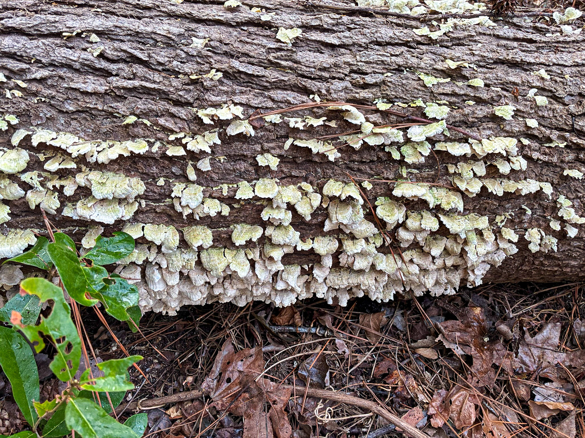 Cluster of thin bracket fungi growing along a decaying hardwood log on the forest floor. Shelves form overlapping bands attached to the bark. Possibly Trametes Bracket fungi. Little River SC.(8528) 03.07.2026