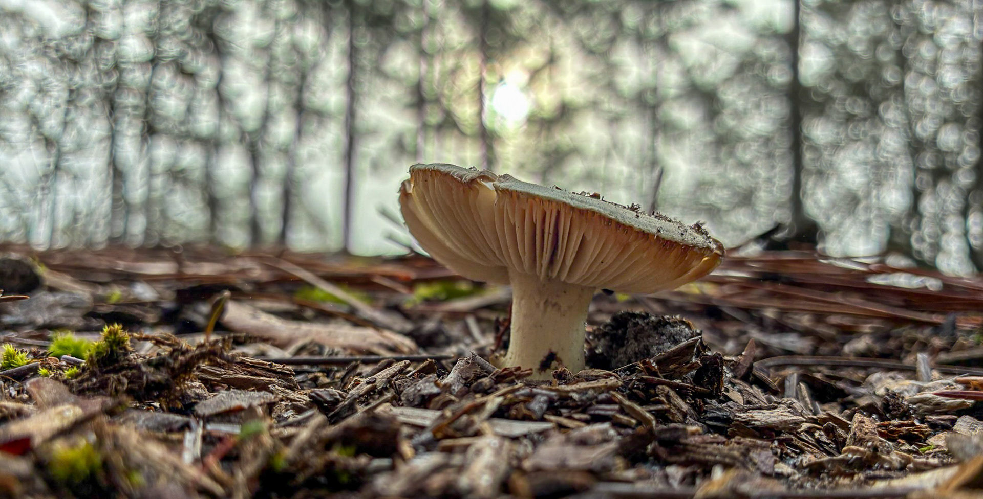 Small tan gilled mushroom emerging from pine needle litter on the forest floor. The photograph highlights the underside gills and delicate stem rising from the forest floor. Possibly Agaricales (gilled mushroom). Little River SC.(8544) 03.07.2026