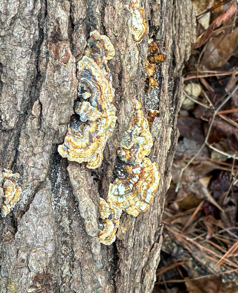 Cluster of thin banded bracket fungi growing on the bark of a hardwood tree. Overlapping shelves with yellow, gray and brown concentric zones. Possibly Trametes Versicolor. Little River SC.(8533) 03.07.2026
