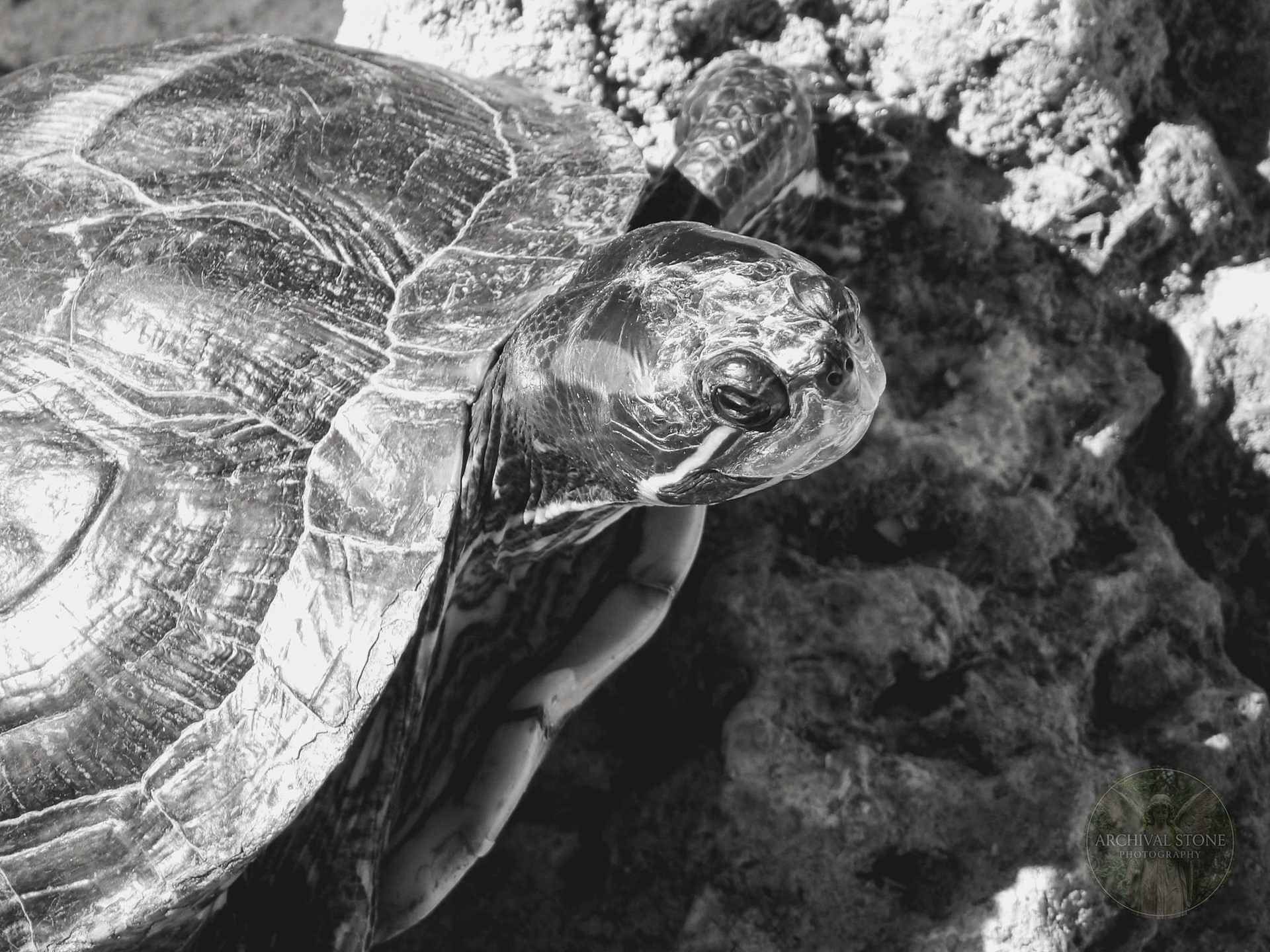 KODAK Digital Still Camera