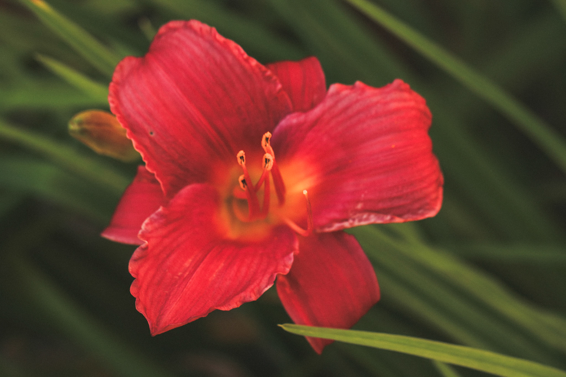 Red daylily amidst grasses