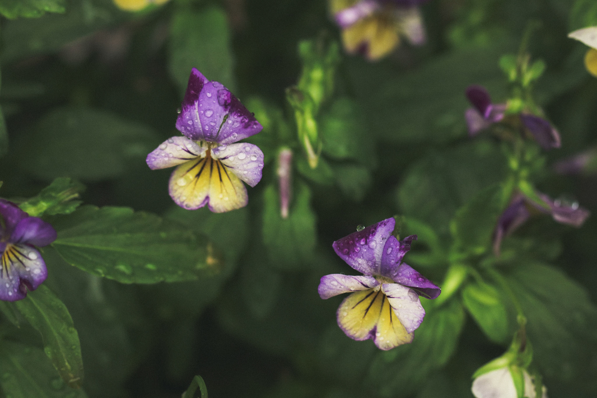 Johnny Jump Ups after a summer rain.
