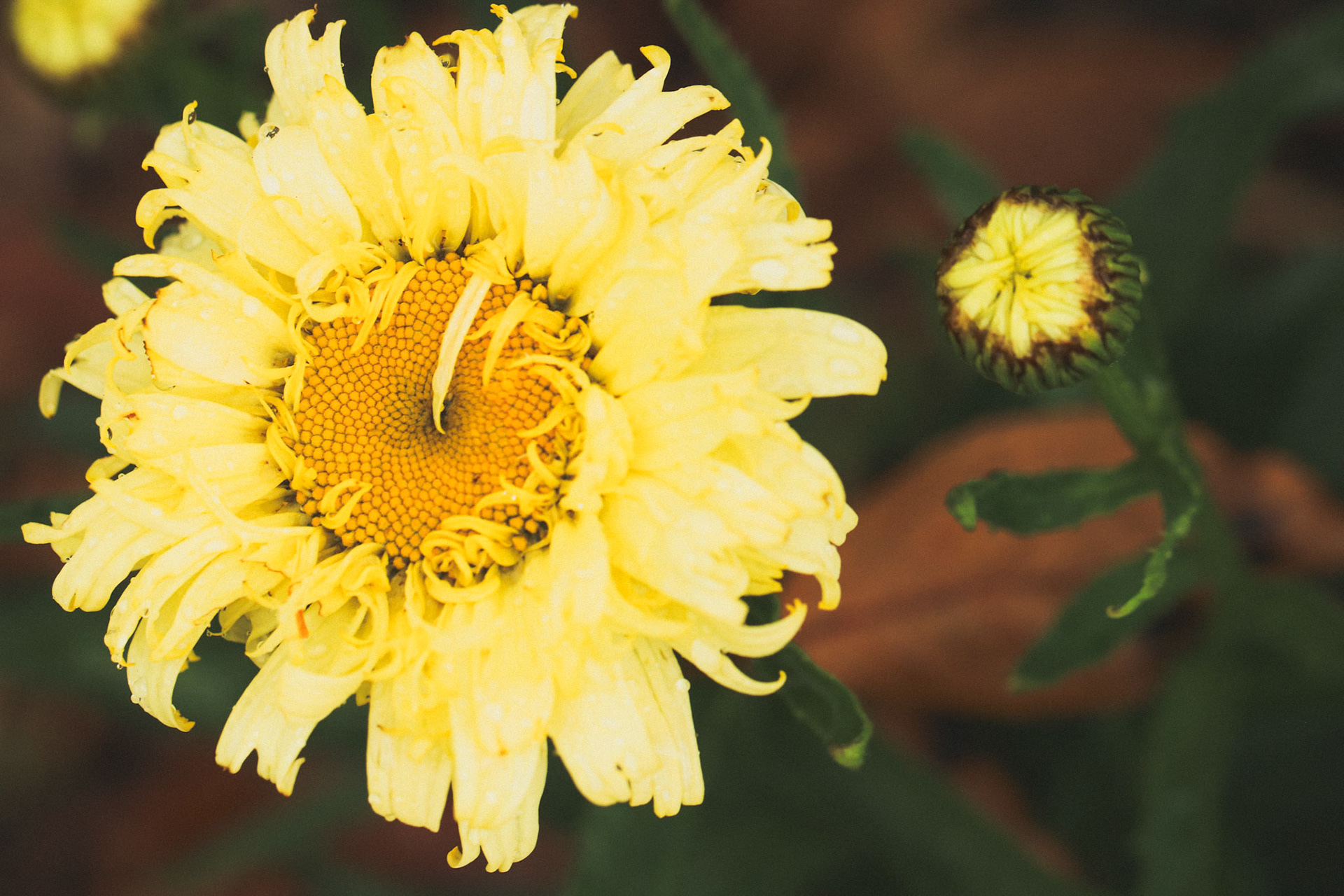 Yellow daisy with soft petals