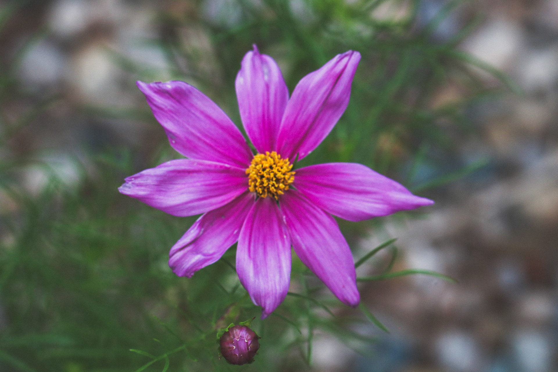 A study in structural solitude and botanical grace. Taken during the transition to twilight on July 4, 2026. The radial geometry of the bloom stands as a silent sentinel against a completely dissolved background field, offering space for deep, intentional rest.