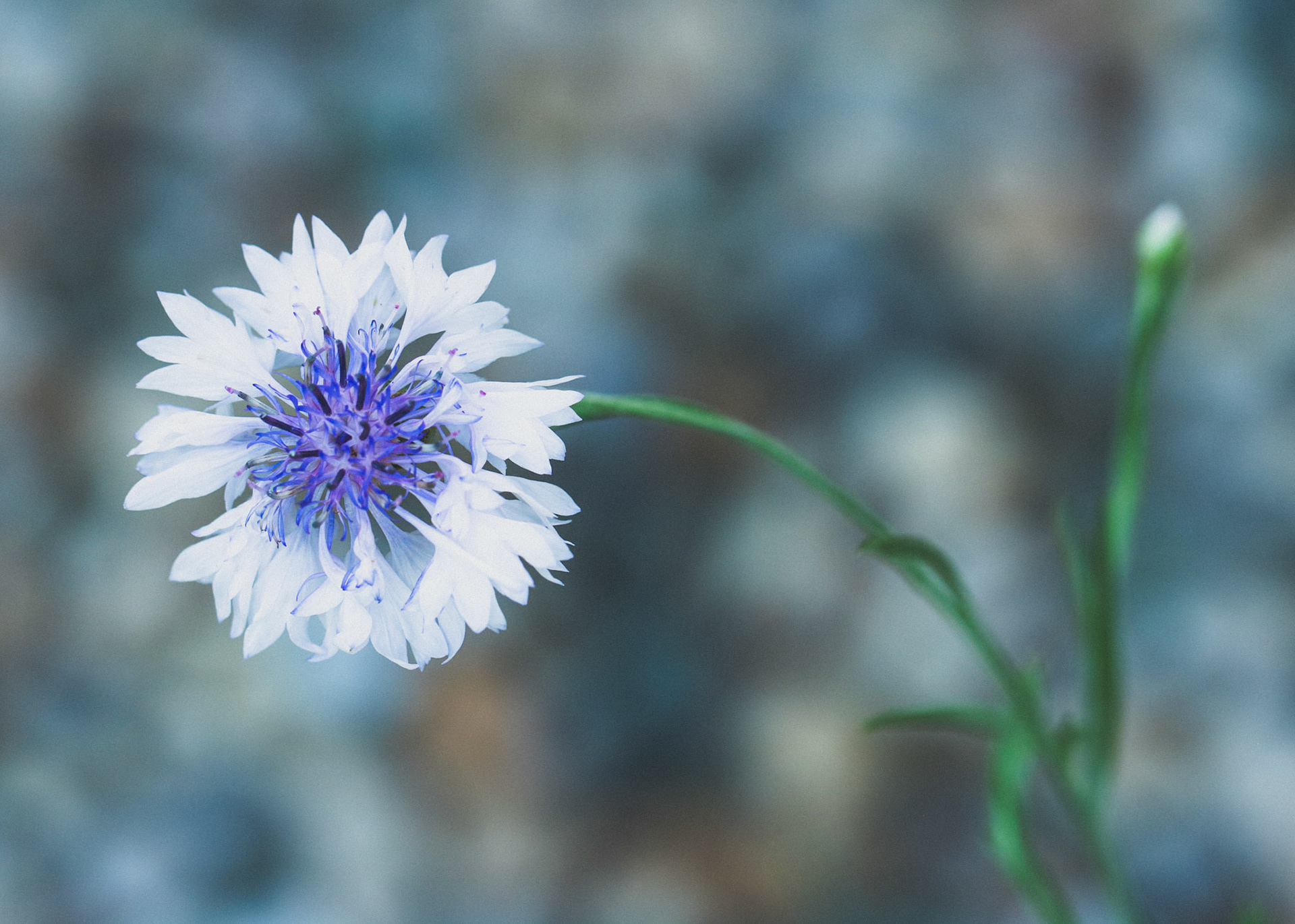 Cornflower Blue Bachelor Button with rocks in the background