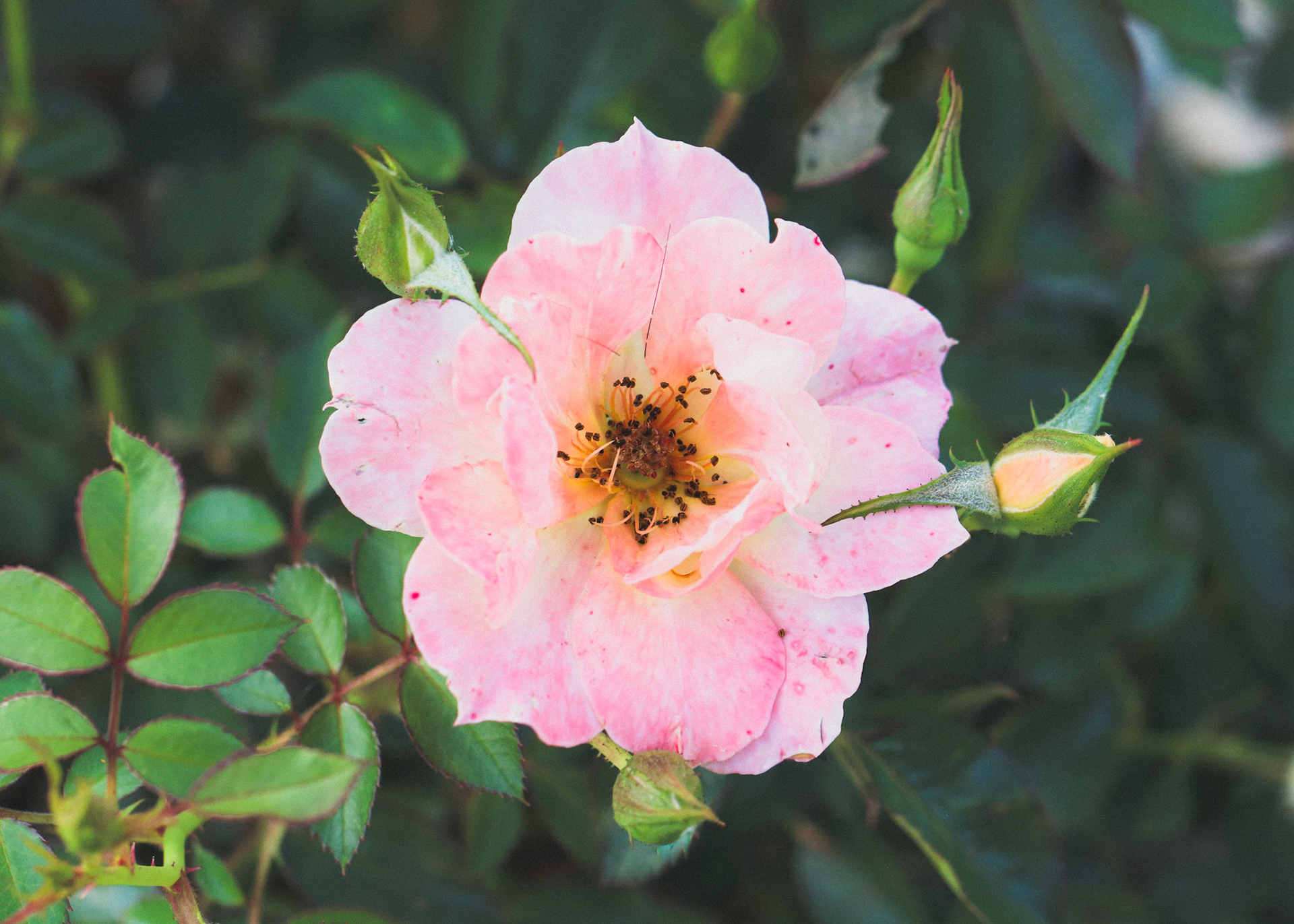 Pink Italian Ice Rose surrounded by foliage and buds