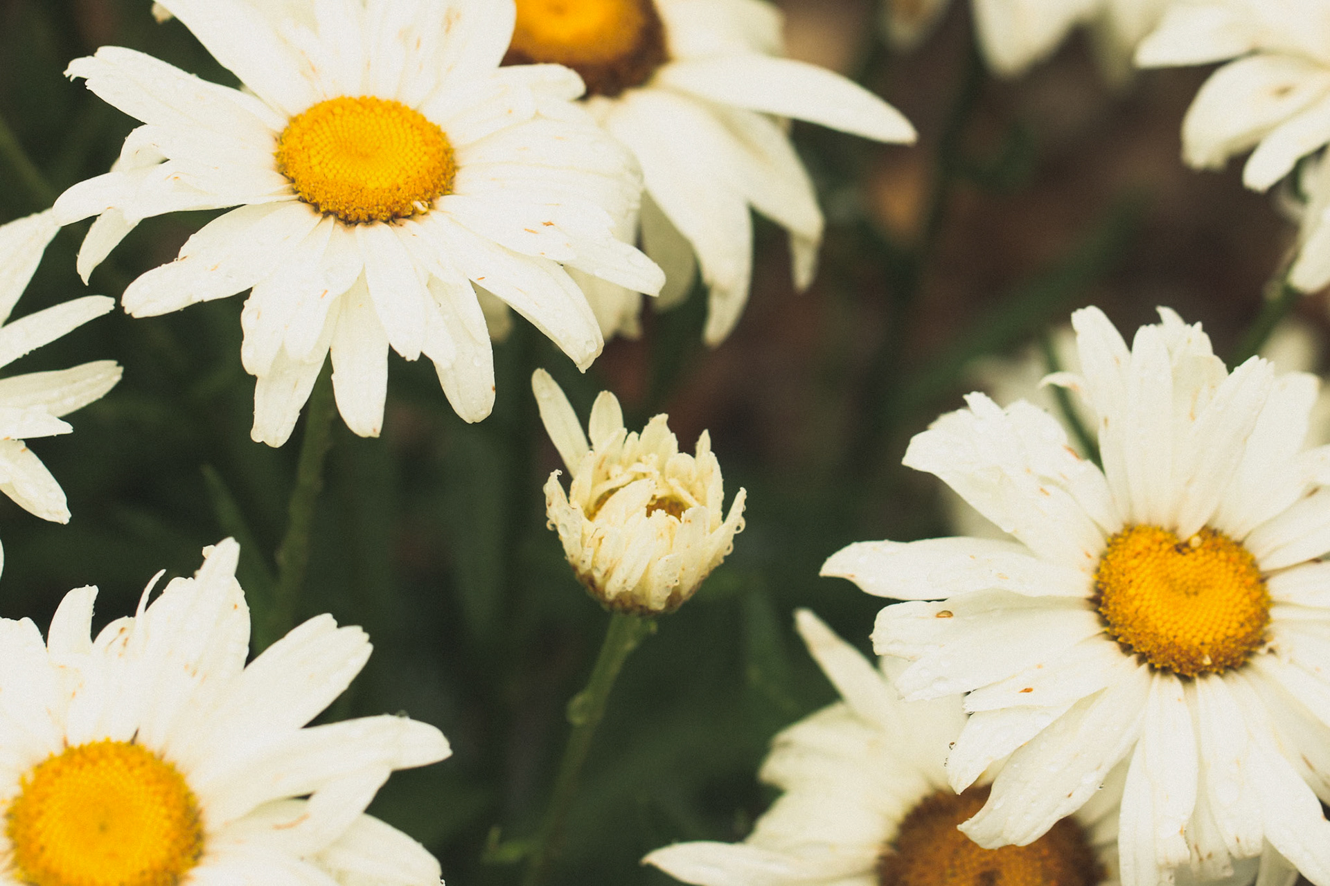 A daisy awakens after a summer rain.