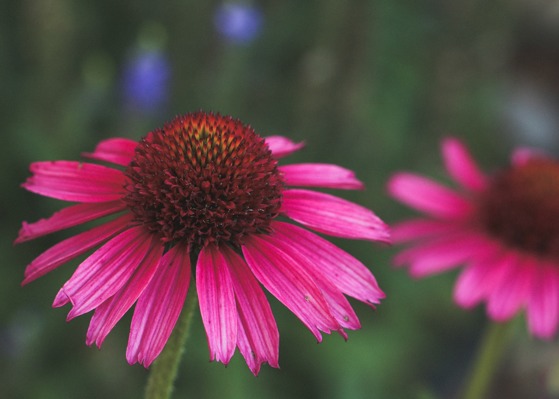 Two berry coneflowers in the foreground with blue speedwell in the background.