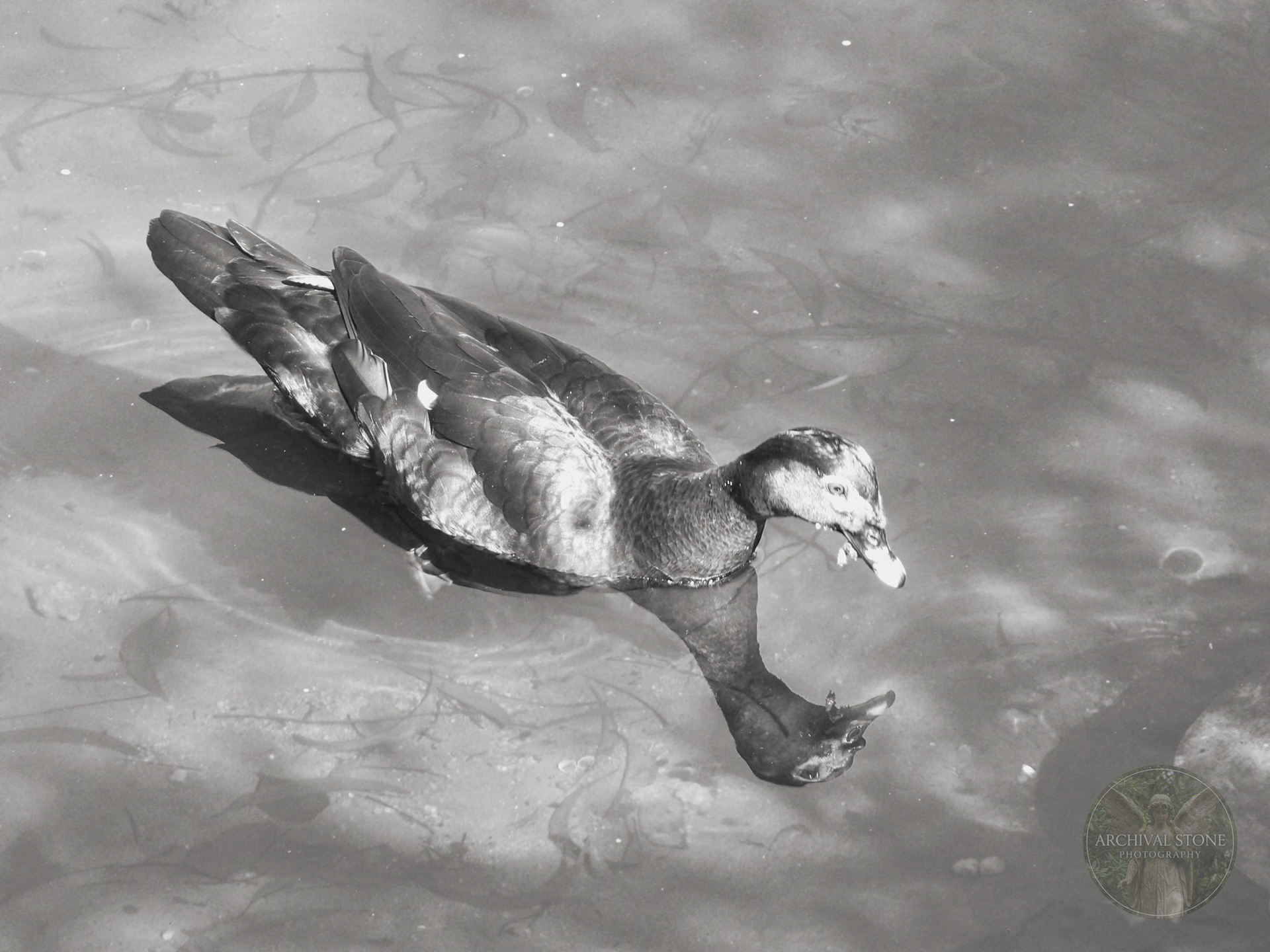 KODAK Digital Still Camera