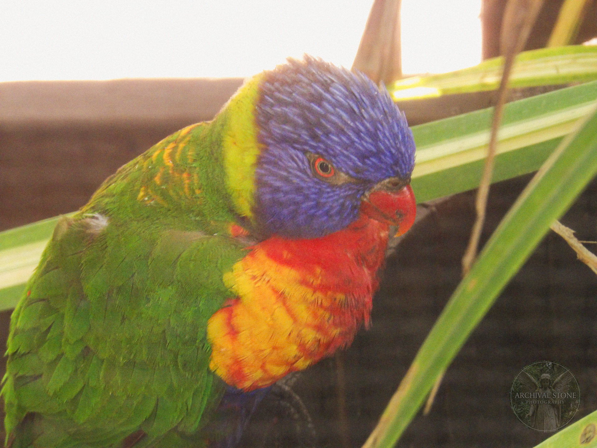 KODAK Digital Still Camera