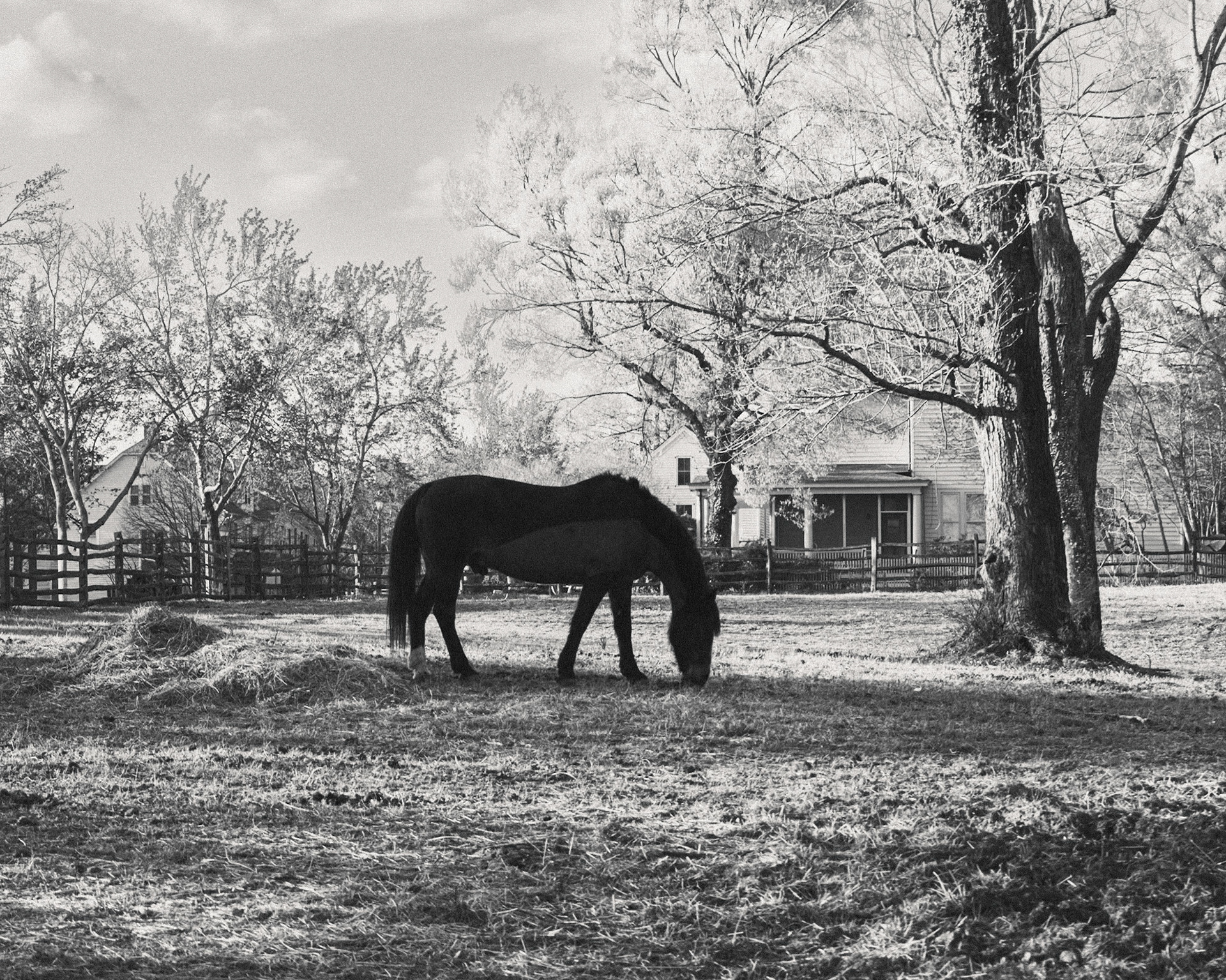 BlackHorse