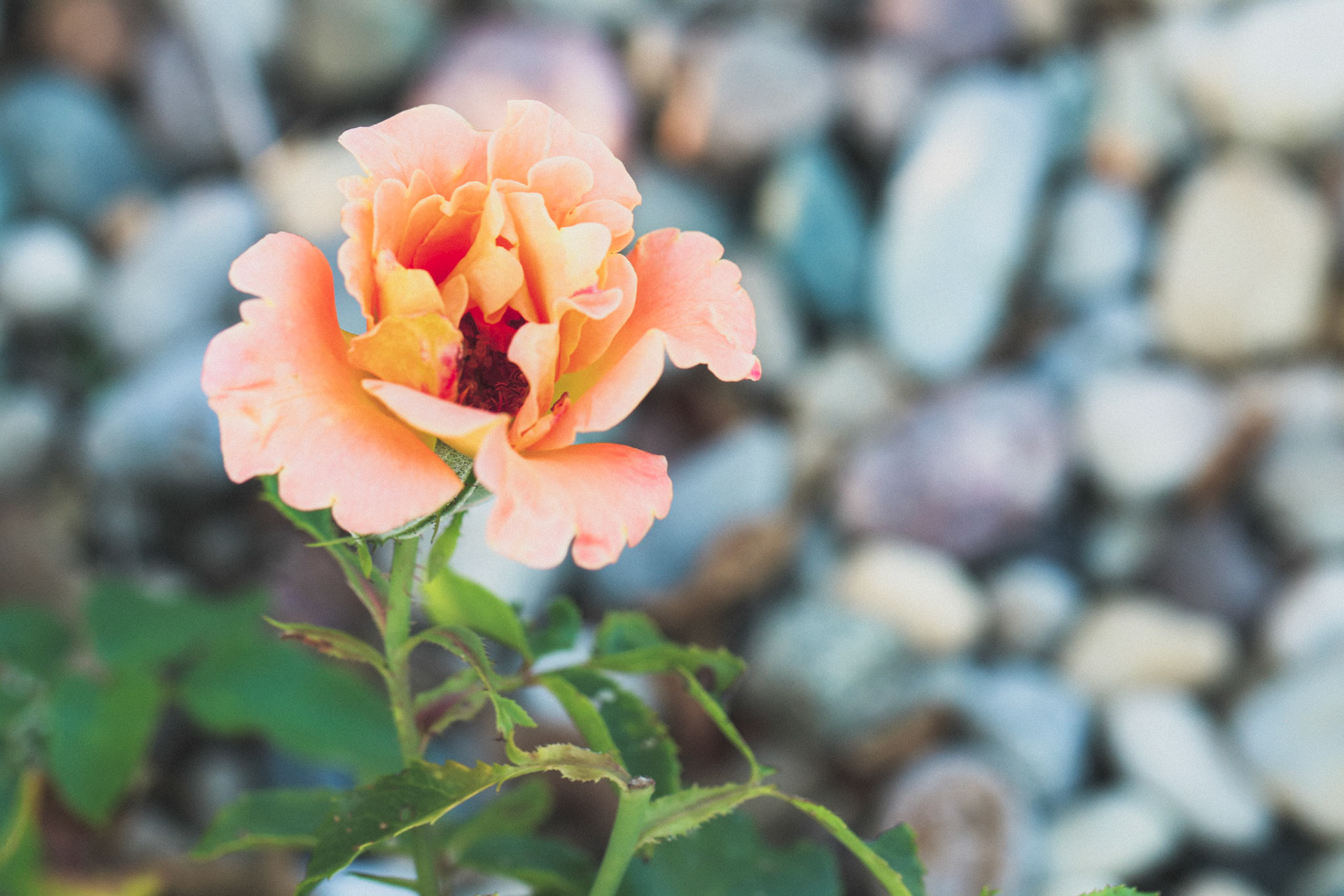 Apricot rose with rocks in the background
