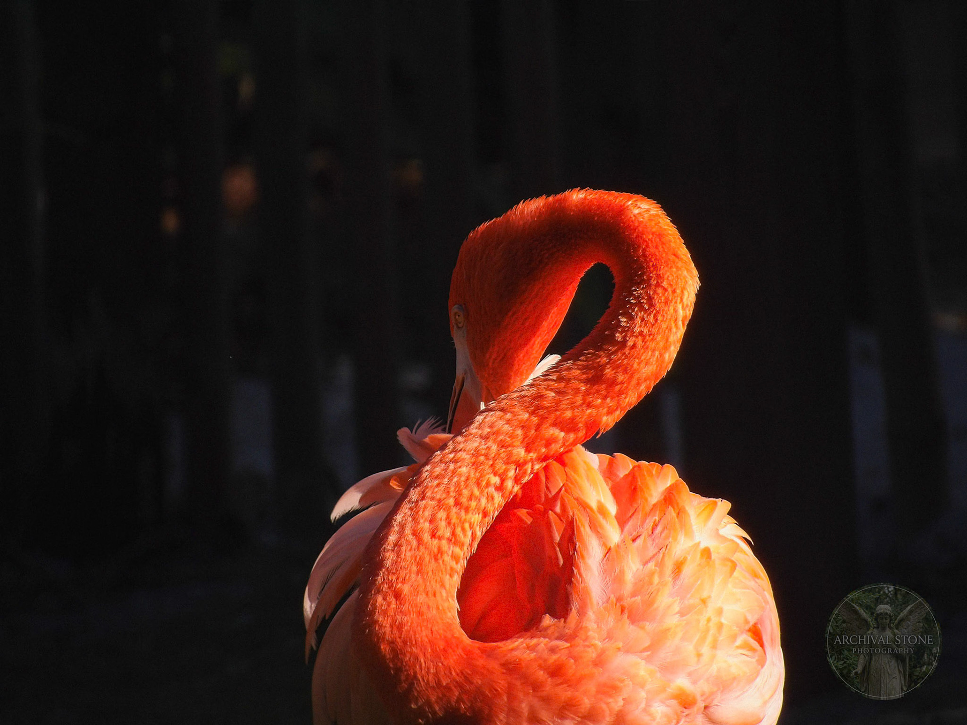 KODAK Digital Still Camera