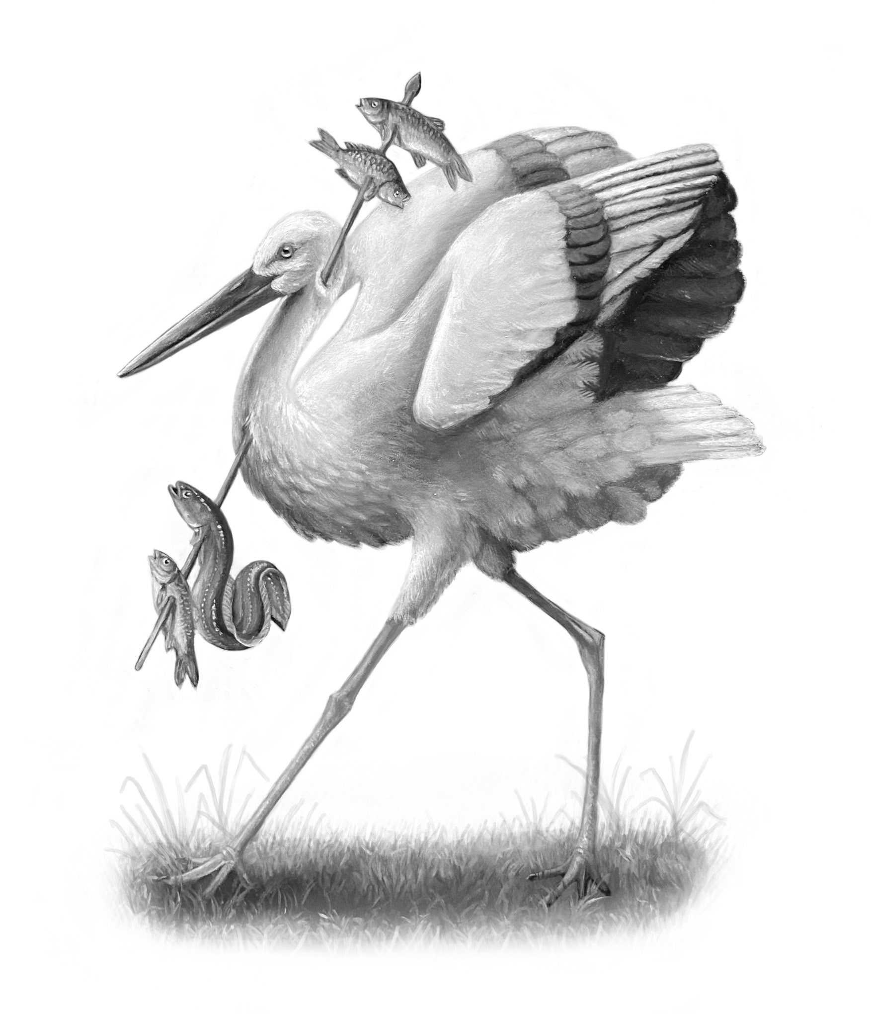 Alt Text: Image shows the bird from Alexis Trice's painting “Pfielstorch” isolated from the rest of the painting. The image is in black and white on a white background and shows a Pfielstorch with its neck pierced by a spear. The spear also pierces the bodies of three fish and an eel.