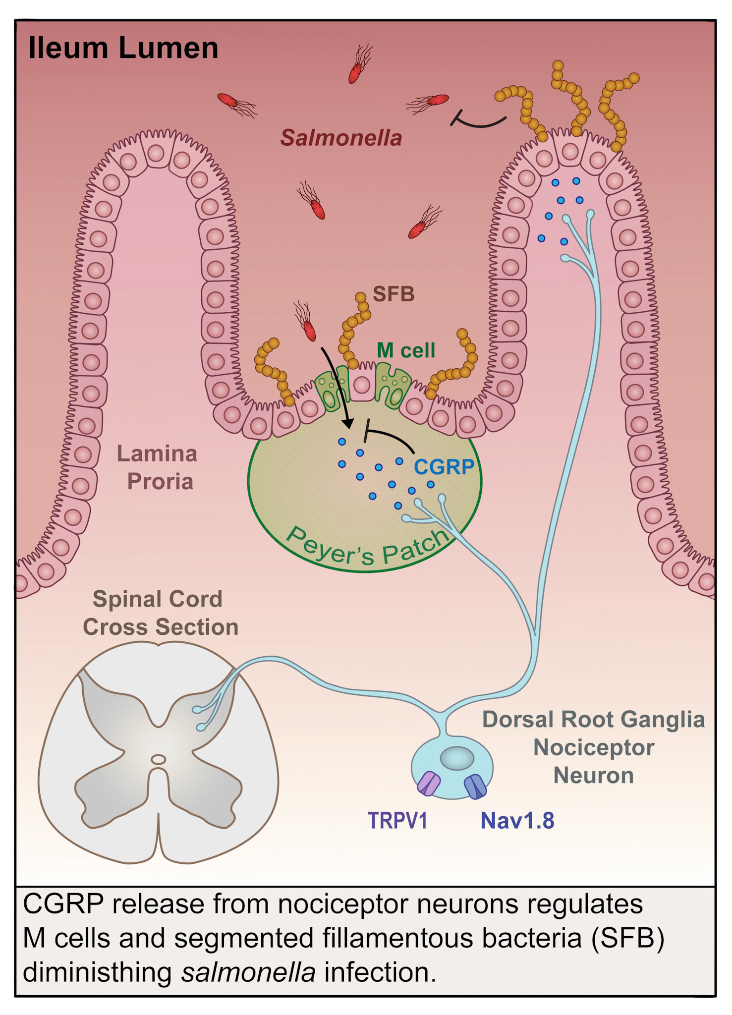 Alt Text: This is a clean scientific vector art illustration. I apologize, but I really cannot explain what is happening in this image clearly or succinctly. What I can say is the illustration depicts a spinal cord cross section, neurons, a Peyer's patch, and Salmonella. It illustrates a process by which neural signals are modifying the immune system response to Salmonella in the gut.