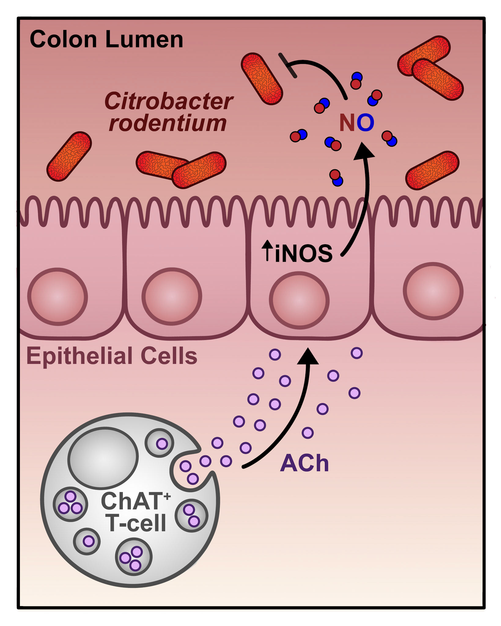 Alt Text: This is a clean scientific vector art illustration. I apologize, but I really cannot explain what is happening in this image clearly or succinctly. What I can say is the illustration depicts gut epithelial cells, a T-helper cell, and citrobacter rodentium. It illustrates a process by which T-cells are using neurotransmitters to modify how epithelial cells are responding to citrobacter rodentium infection in the gut.