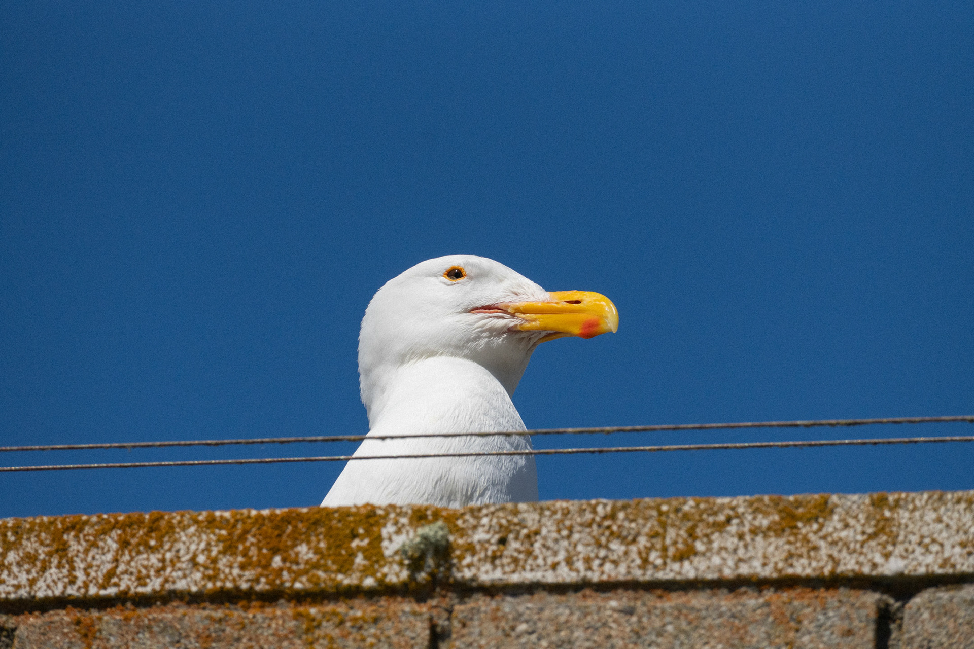 A Seagull on Alcatraz