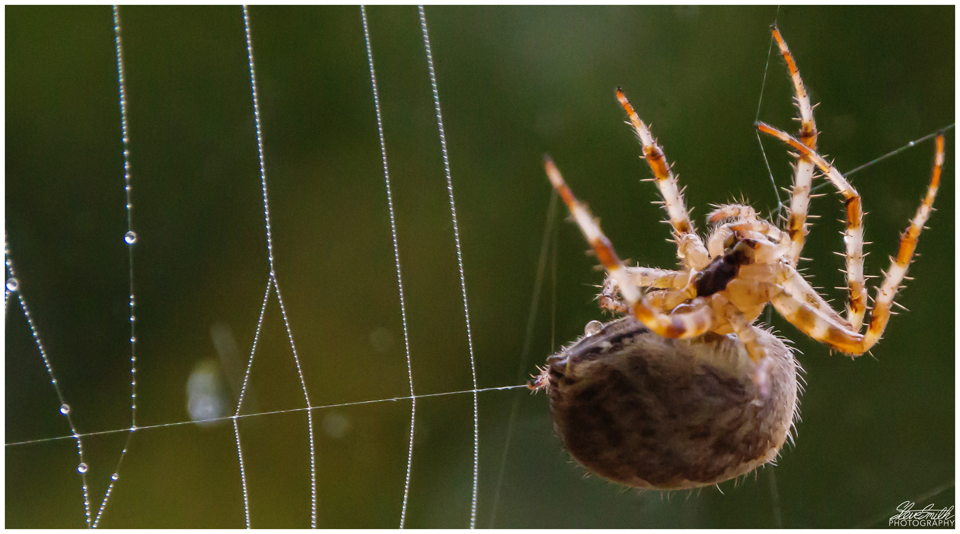 The Spider Spins Its Web Song