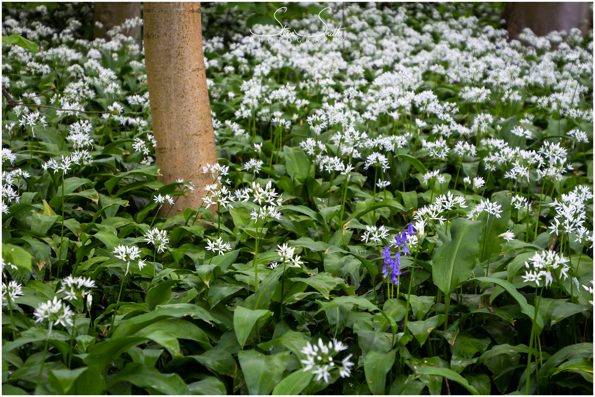 Steve Smith Photography - Linacre Woods