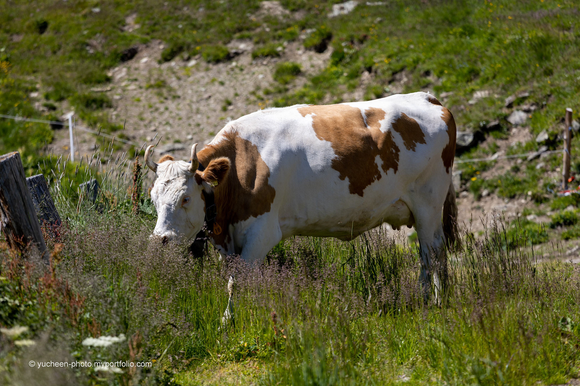 Frische Alpen-Gräser