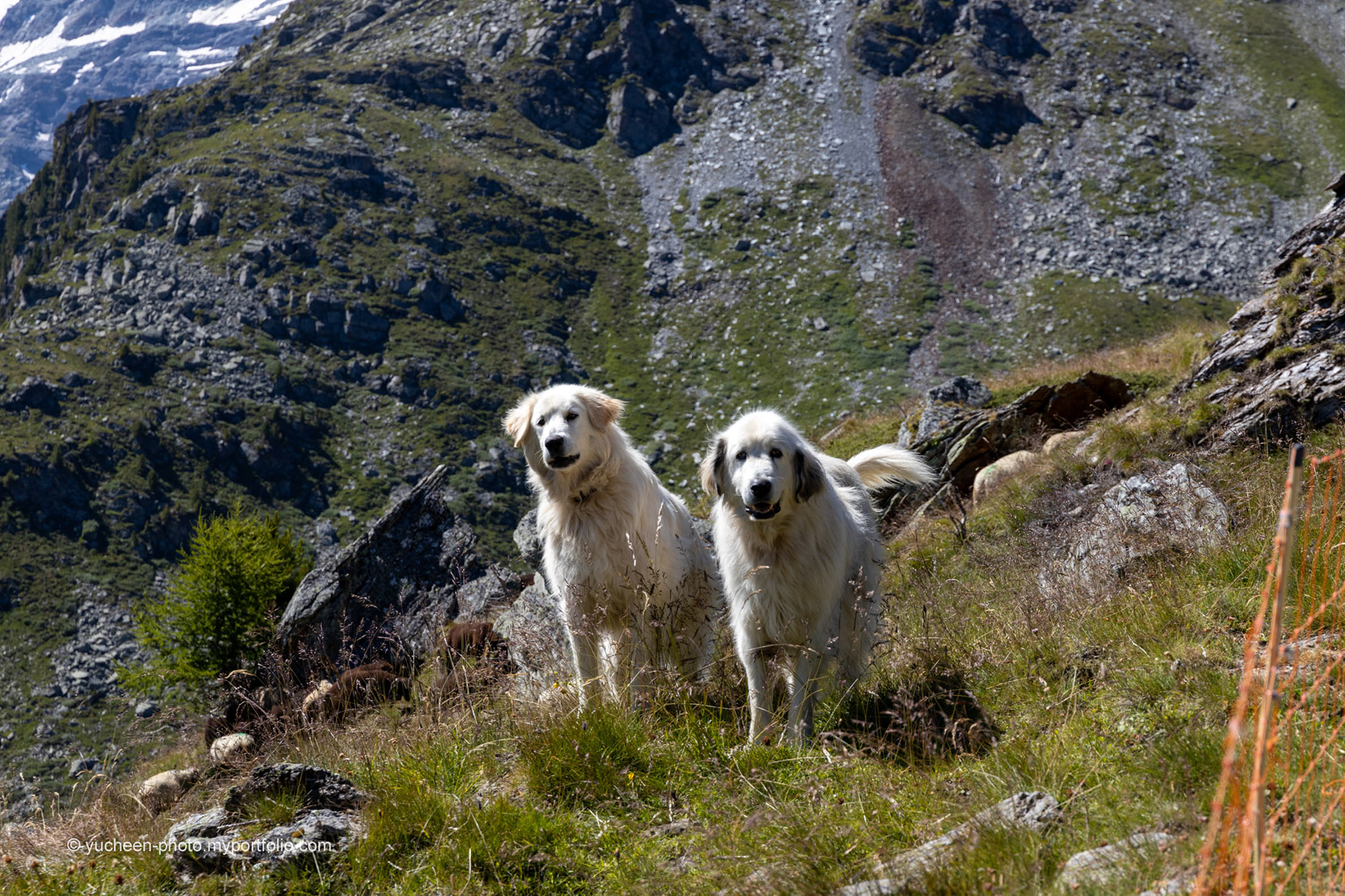 Aufmerksame Hirtenhunde