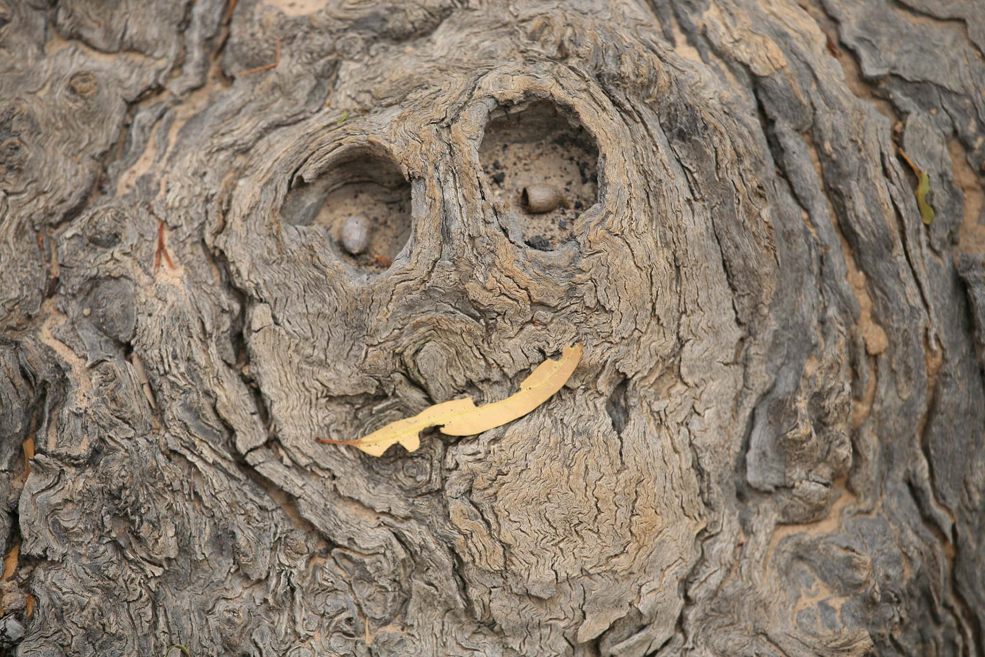 Holzkopf