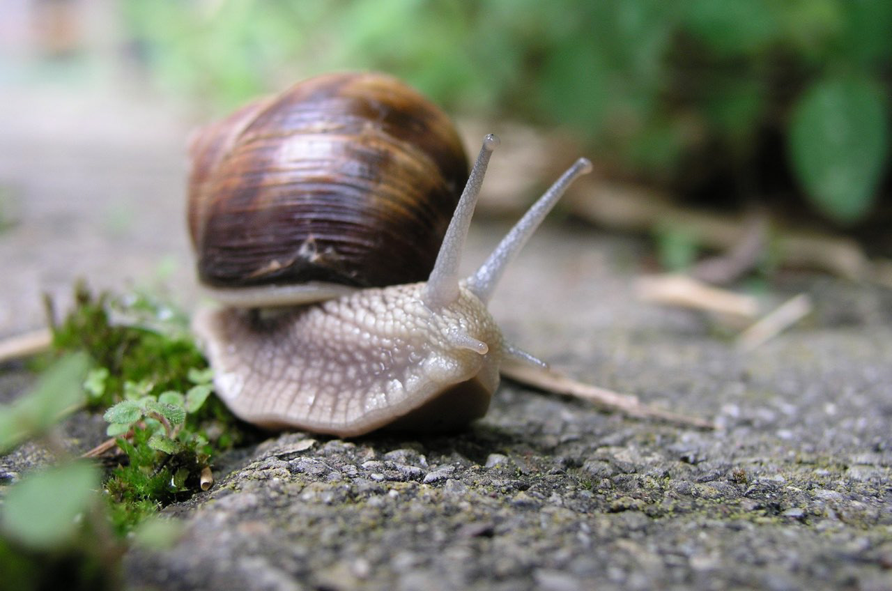 Weinbergschnecke