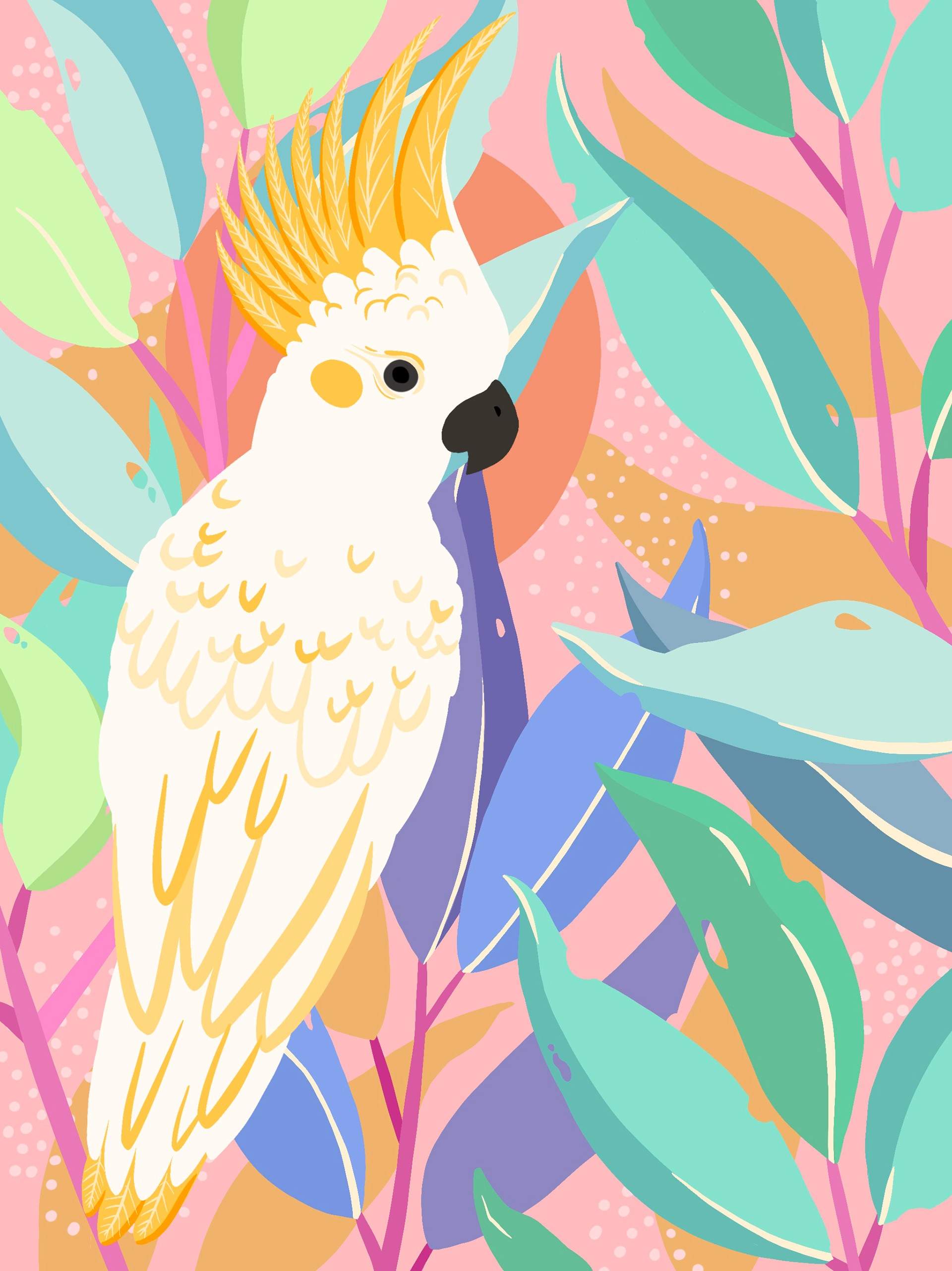 Sulphur-crested Cockatoo