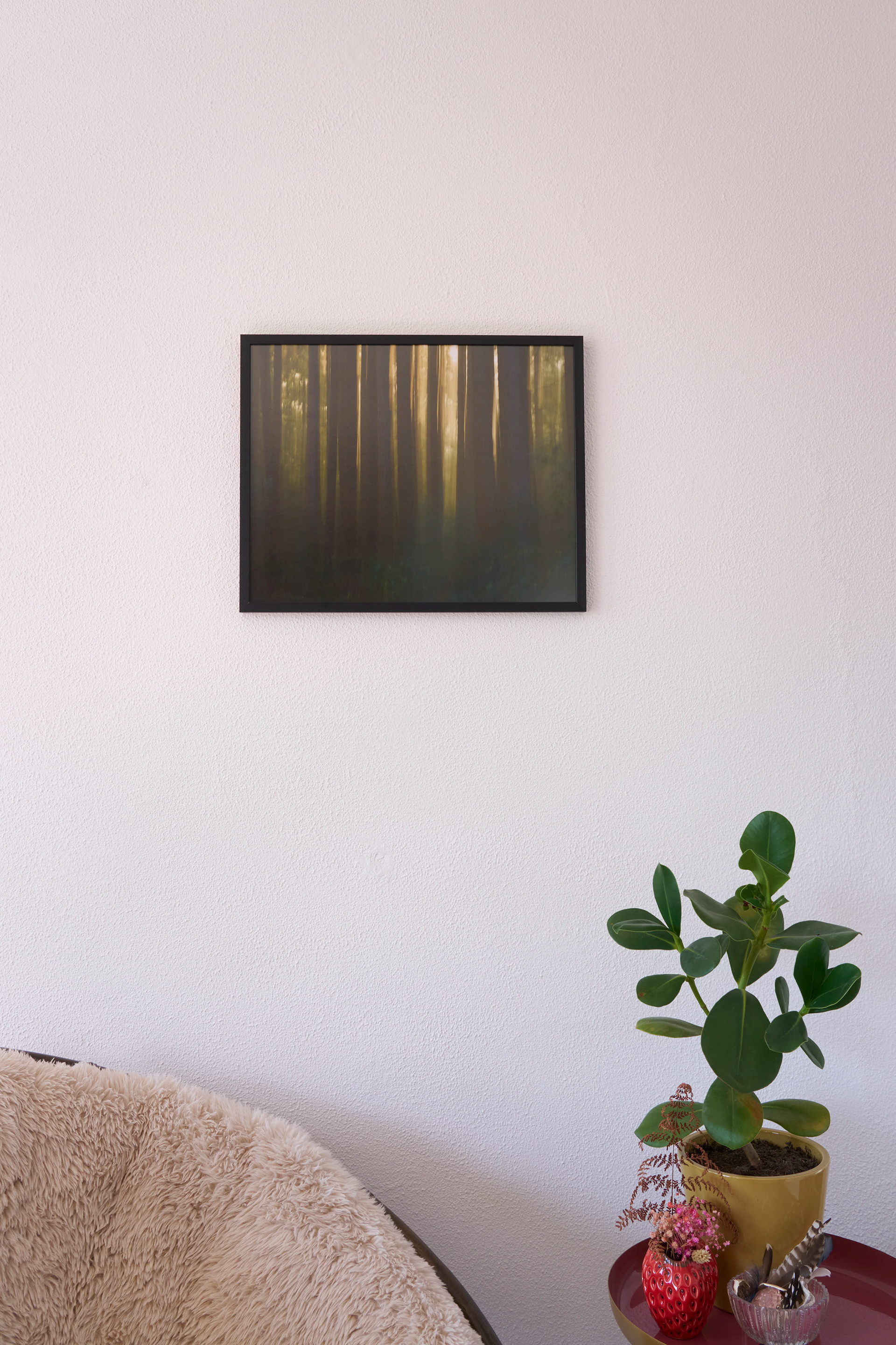 Where the forest dreams