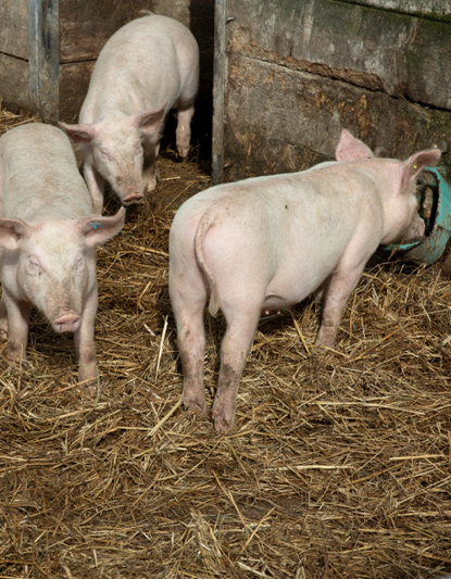 FERKEL, 2019 | Schleswig-Holstein