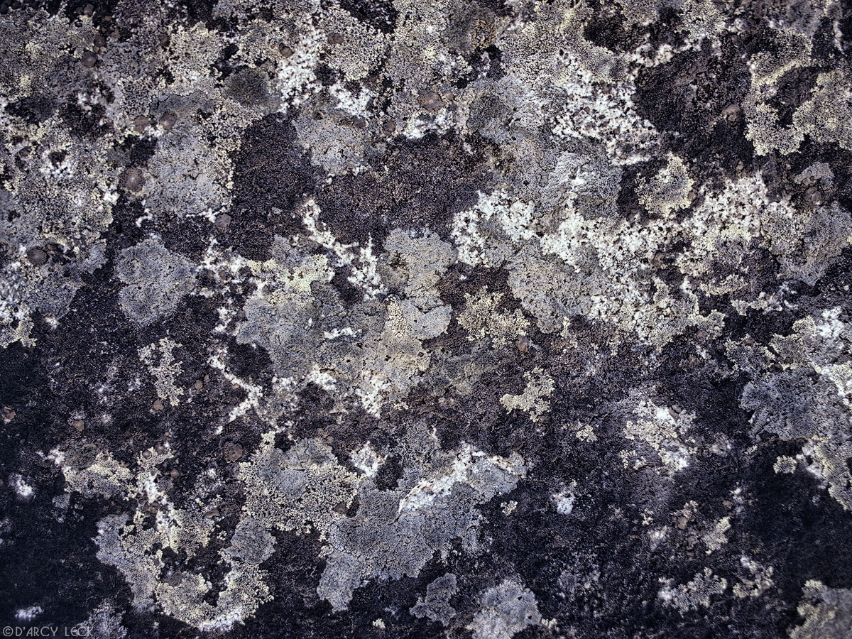 Different shades of gray lichen covering rock, Yosemite National Park