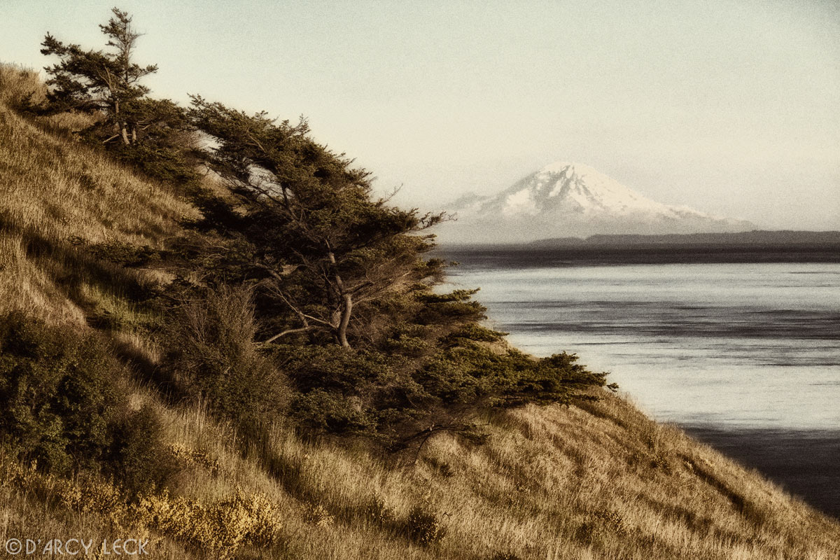 Mount Rainier stands in distance beyond pines and grasses on cliff along Puget Sound, Washington