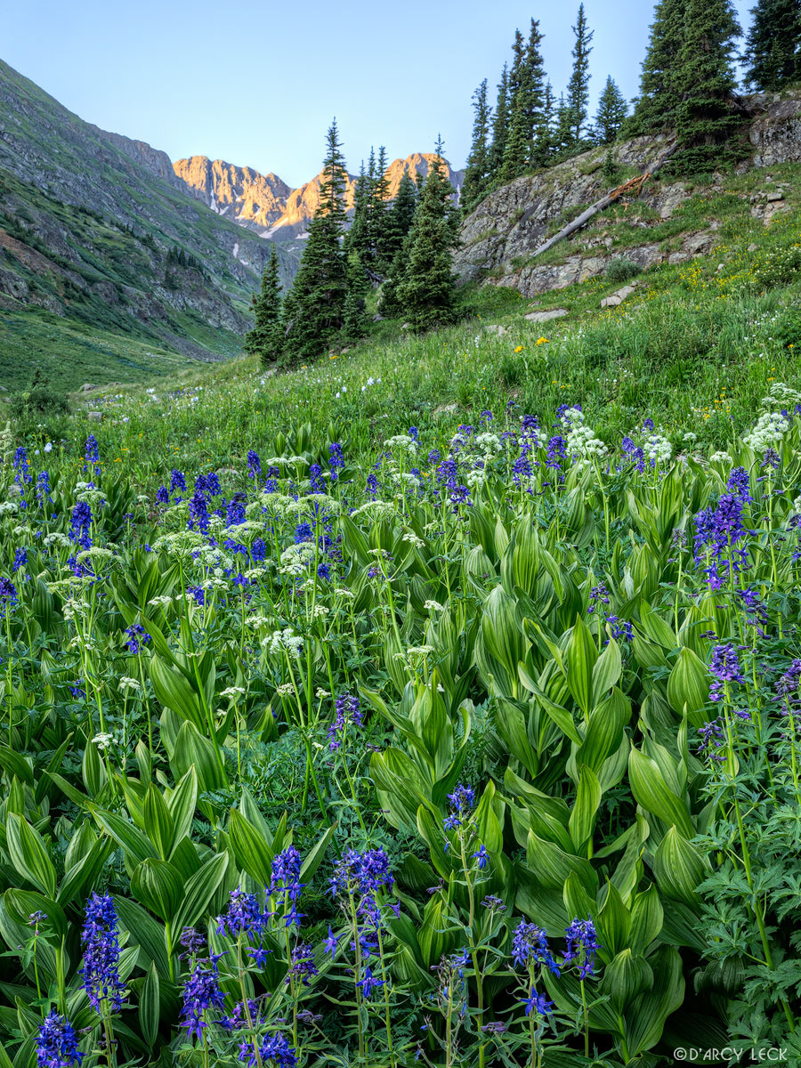 Purple Larkspur and white Yarrow in mountain meadow with distant San Juan Mountains catching sunrise light in July, Colorado