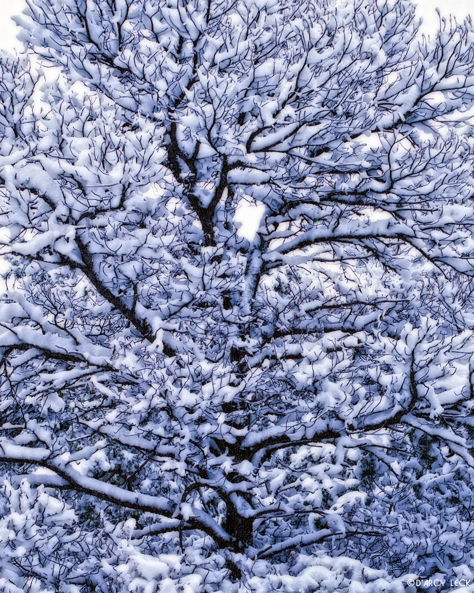 Tree covered with snow after fresh snowfall, New Mexico