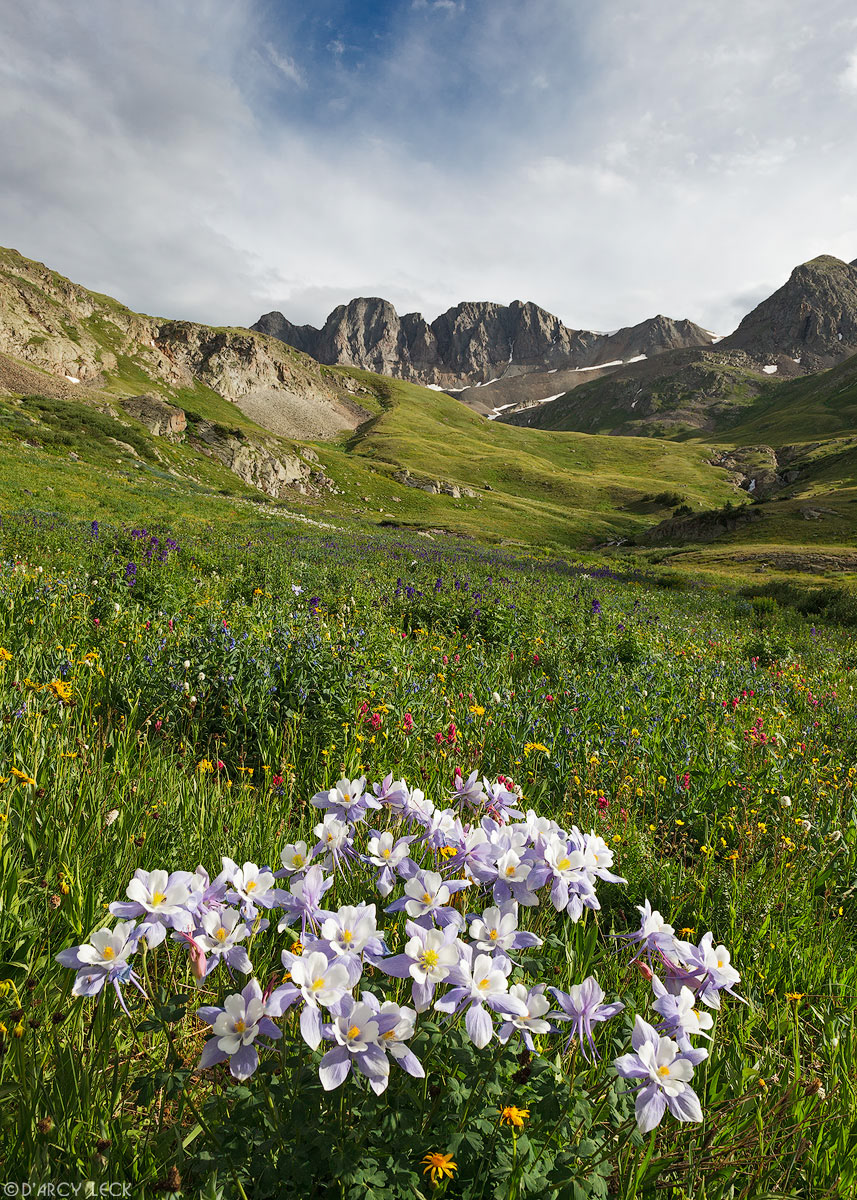 Colorado Columbine flowers in field of alpine wildflowers in American Basin, Colorado