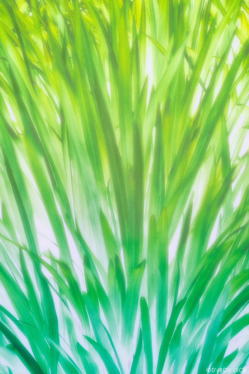 Glowing light green reeds