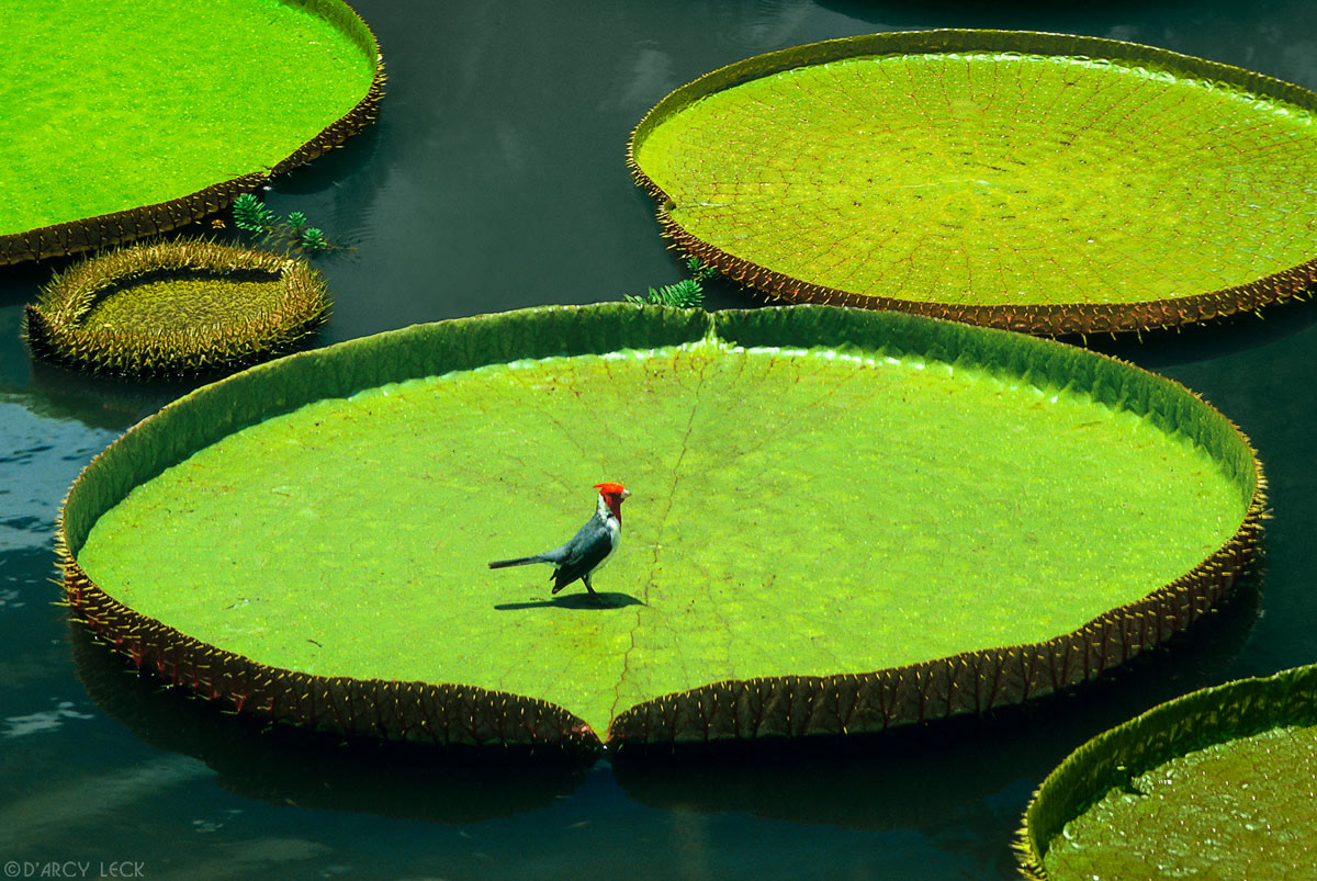 Red-headed bird on Giant Water Lily pad in pond, Oahu, Hawaii