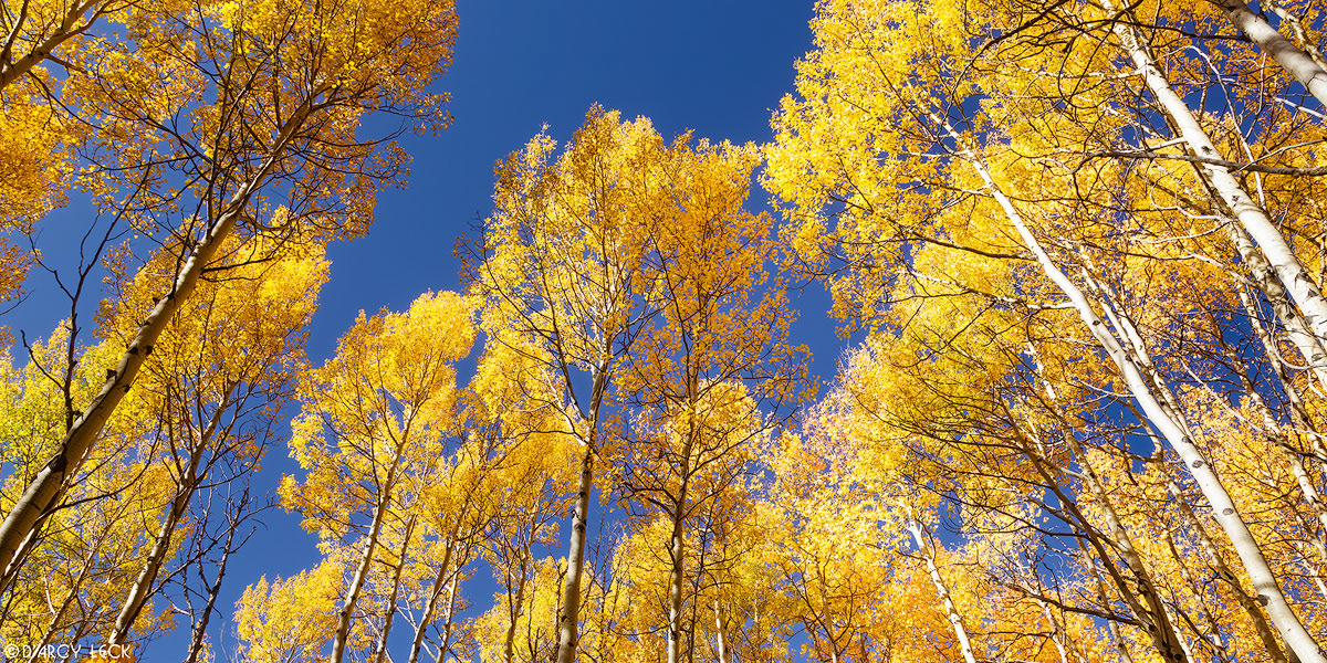 Aspen trees with autumn color stand against blue sky in San Isabel National Forest, Colorado