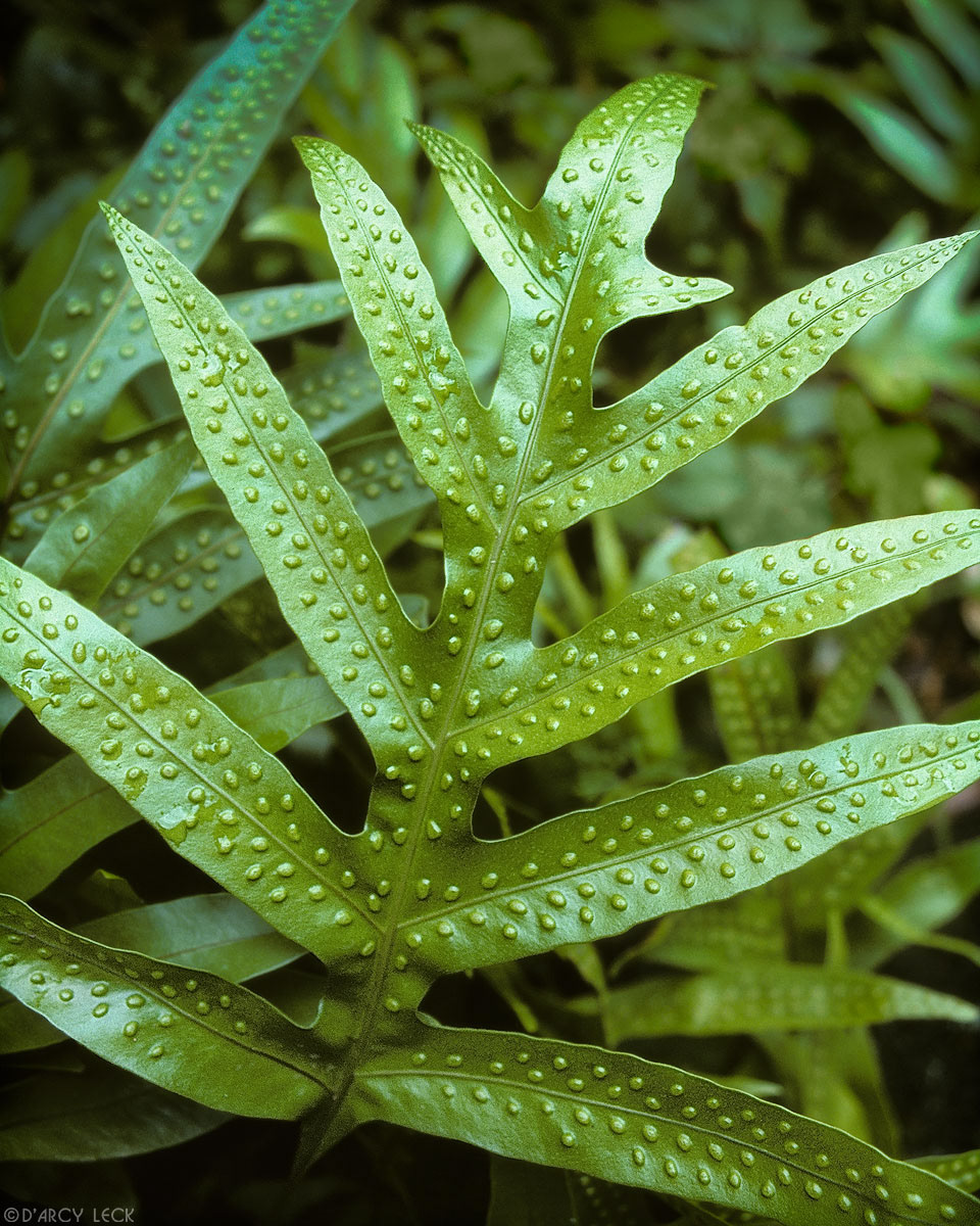 Spotted Fern Frond, Hawaii