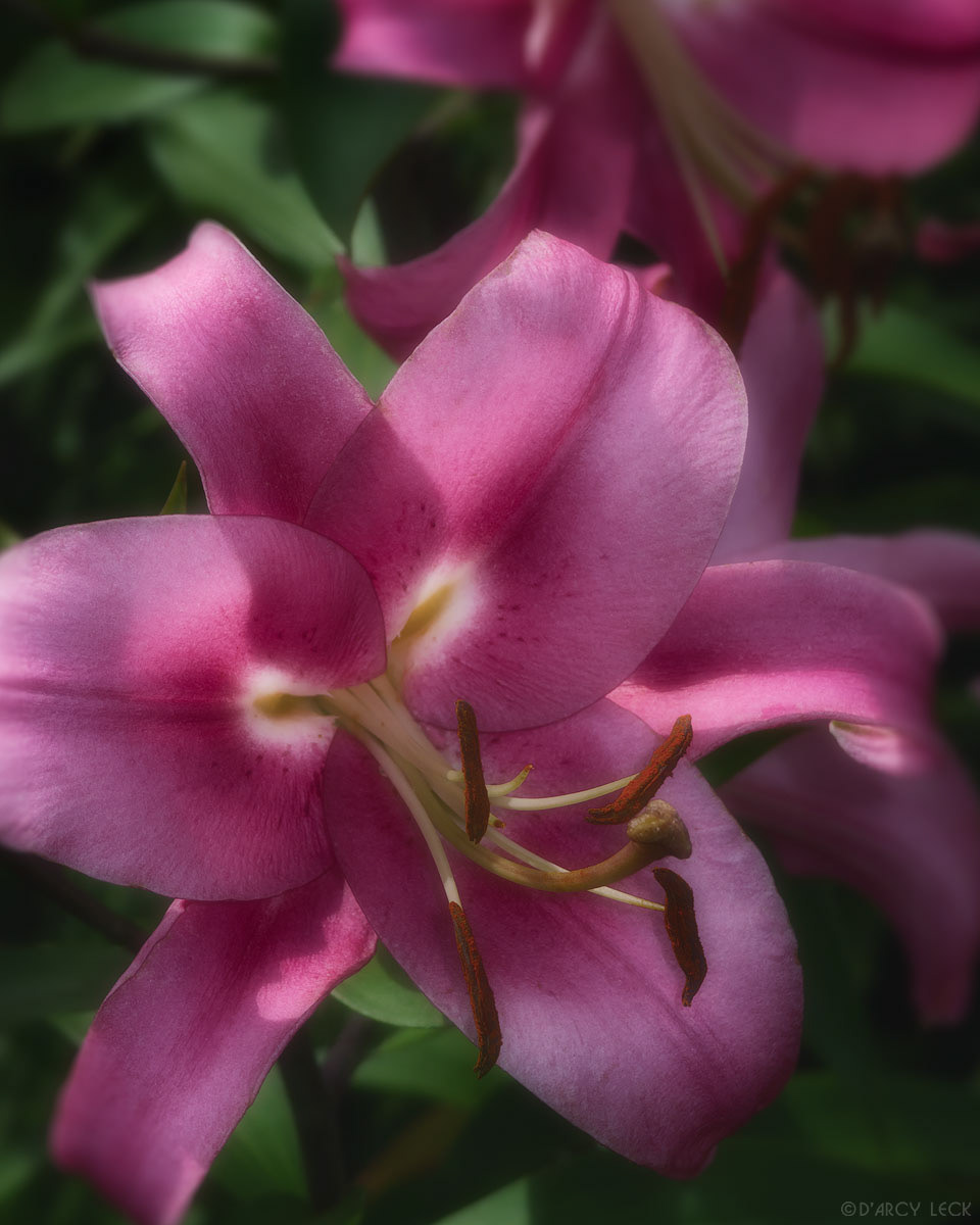 Oriental Trumpet Lily at Minnesota Arboretum