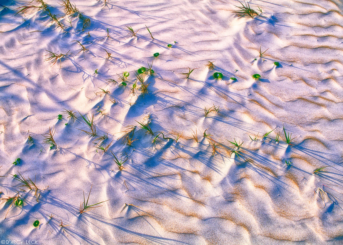 Beach grass sprouts in sand ripples