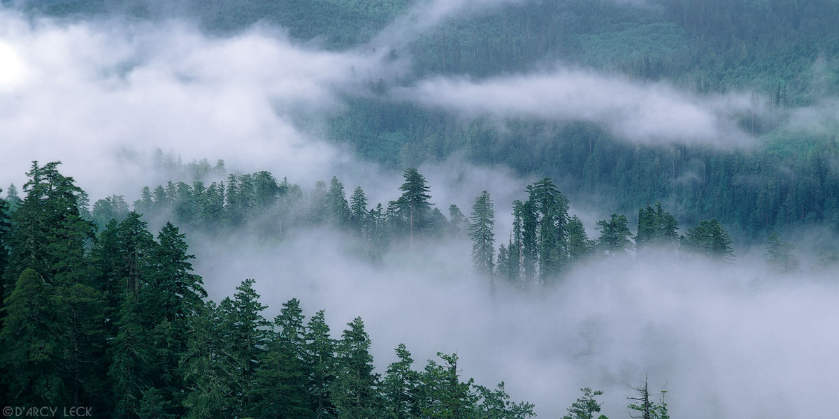 Patchy fog rolls over redwood forest in Redwood Creek Valley, Redwood National Park, California