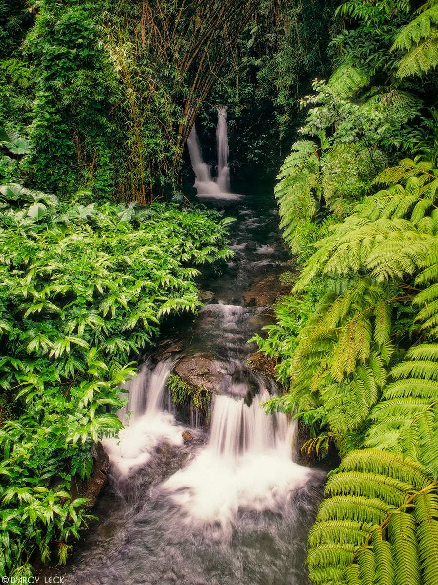 Small waterfall emerges out of rain forest in Akaka Falls State Park, big island of Hawaii