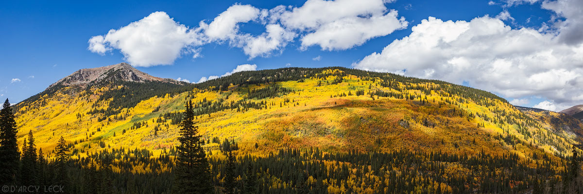 Autumn colors the foliage of aspen trees on mountain side along the Chalk Creek Valley near St Elmo, Colorado