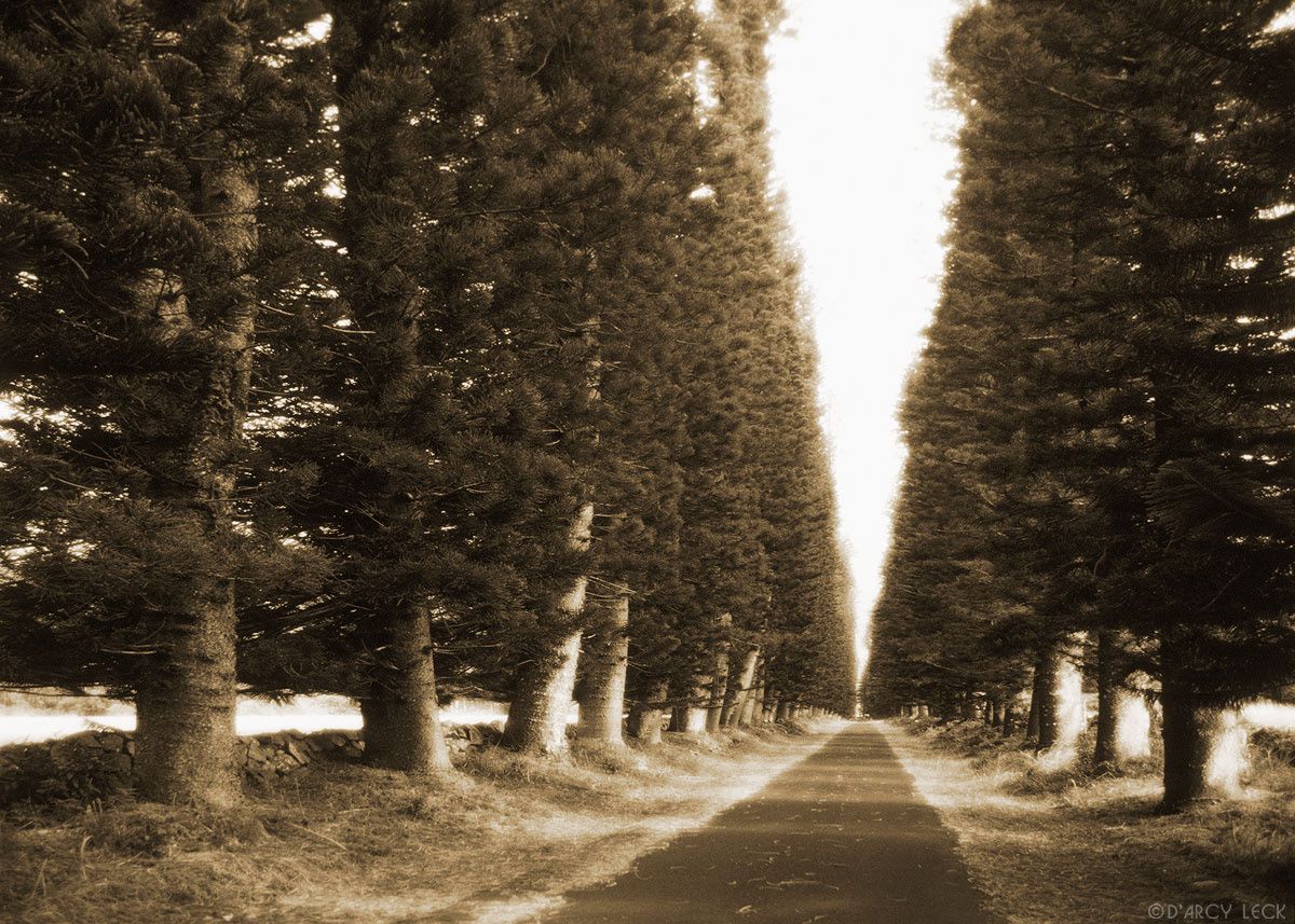 Tree-lined road, Kauai, Hawaii