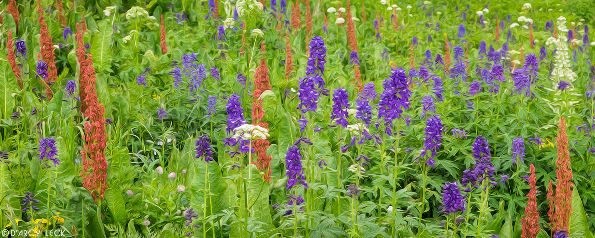 Wildflowers including Cow Parsnip, Larkspur, and Sorrel in Yankee Boy Basin in july, Colorado