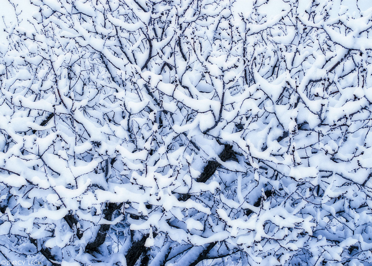 Apricot tree branches covered with fresh snow