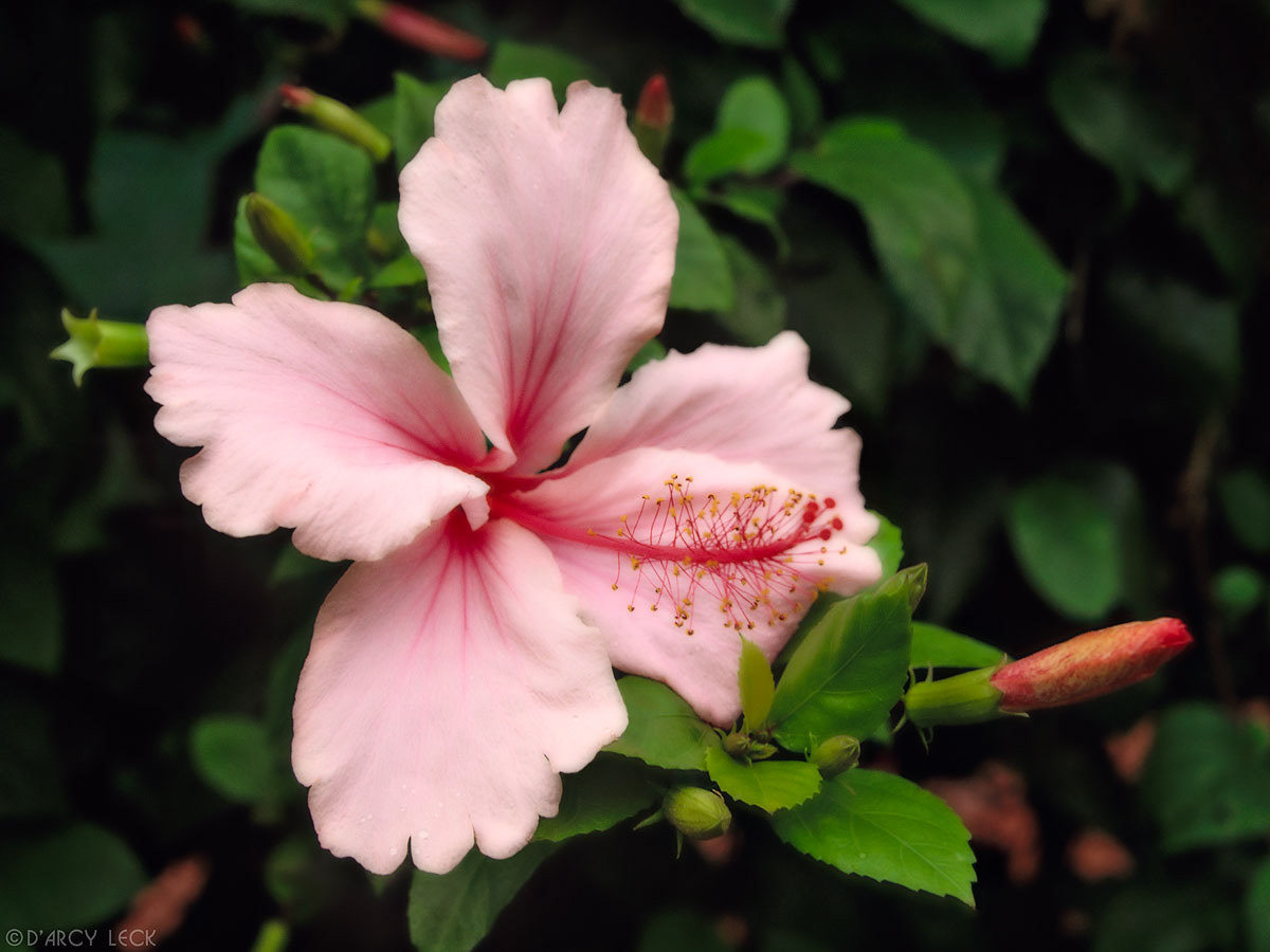 Pink Hibiscus Blossom, Hawaii