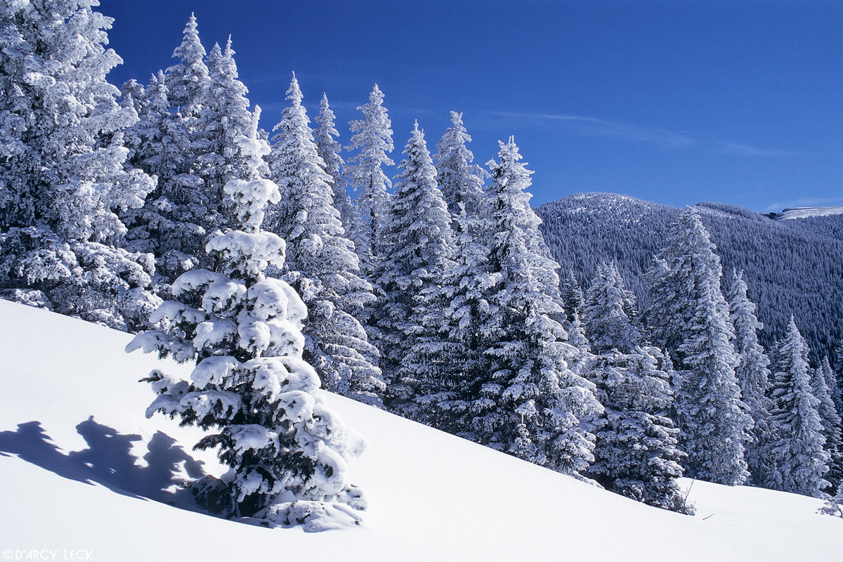 Pine trees coated in fresh snow stand in the Santa Fe National Forest, New Mexico, USA