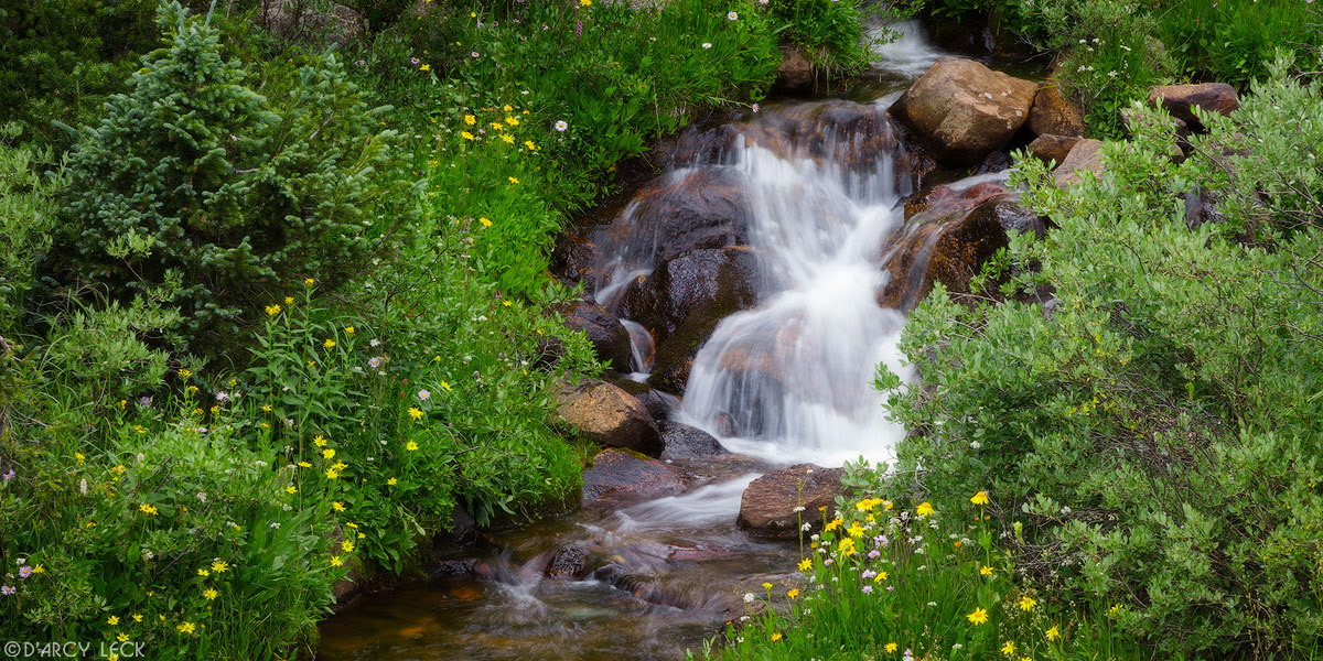Denny Creek tumbles over rocks among summer wildflowers in the San Isabel National Forest, Arizona